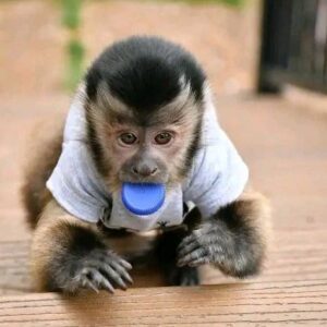 Capuchin Monkey For Sale near me