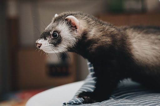 Ferret Care