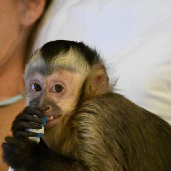 buy Capuchin Monkey For Sale near me