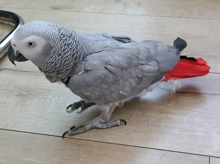  1 Coco female - female African Grey Parrot For Sale 