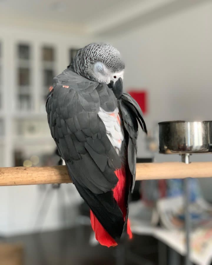  Jet - male African Grey Parrot For Sale 