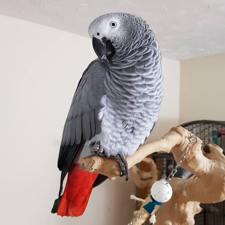  1 Mercury_male - male African Grey Parrot For Sale 