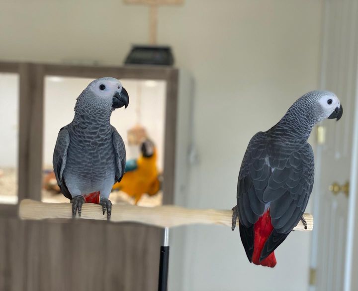  Safiya _female and Penelope _female - male and female African Grey Parrots For Sale 