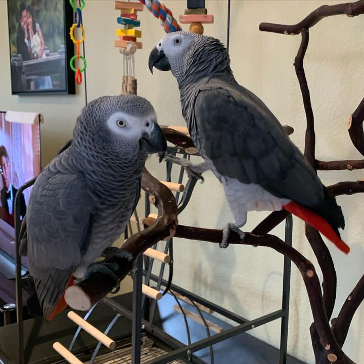  Silver_male & Skye_female - male and female African Grey Parrots For Sale 