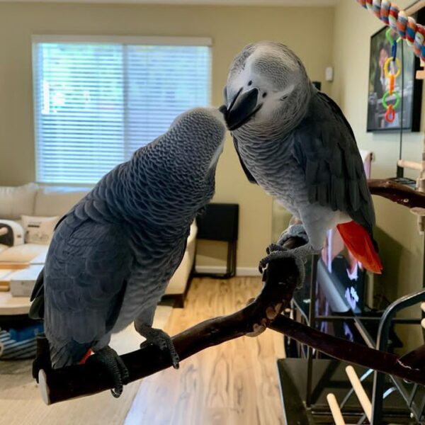 buy African grey parrot