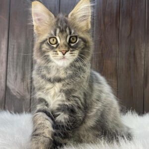 maine coon kittens for sale $450 florida