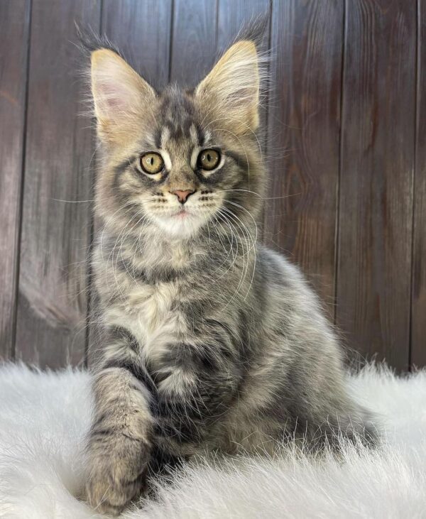 maine coon kittens for sale $450 florida