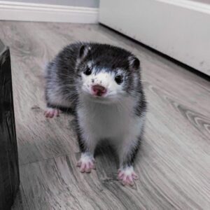 baby ferrets for sale near me