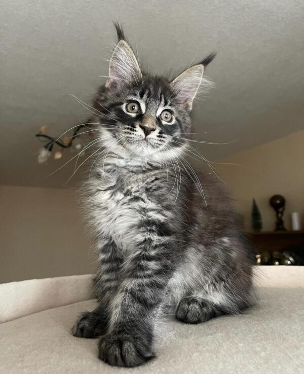 Maine Coon Kittens For Sale $450