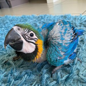 blue and gold macaw for sale