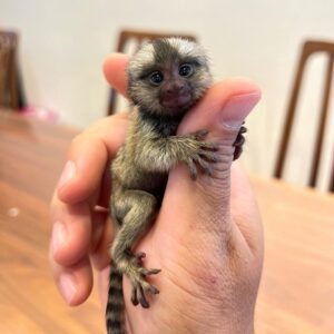 finger monkey for sale in Texas