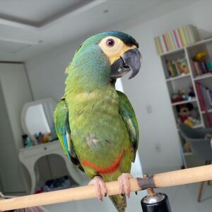green wing macaw for sale