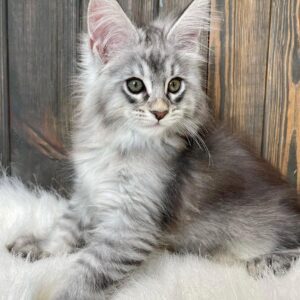 maine coon kittens for sale $450 ohio