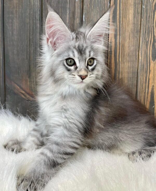 maine coon kittens for sale $450 ohio