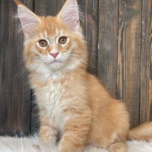 maine coon kittens for sale $450 south carolina