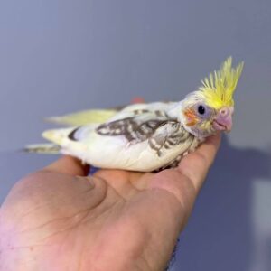 cockatiel parrots for sale