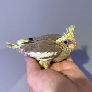 Cockatiel parrot For Sale