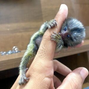 finger monkey for sale $100