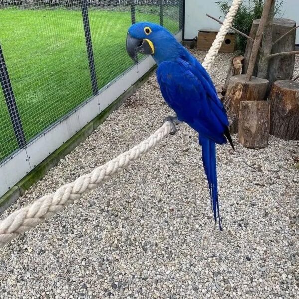 hyacinth macaws for sale