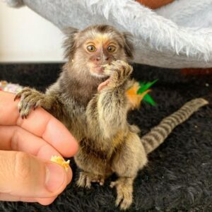 finger monkey for sale