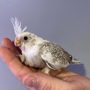 cockatiel bird for sale