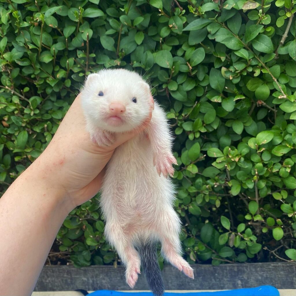 Black Eyed White Ferret for Sale | Discover A Playful Companion