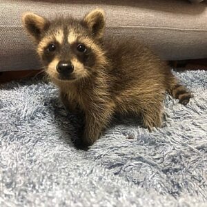 raccoon for sale