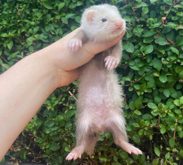 handsome male ferret for sale