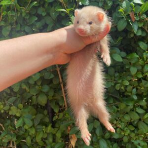 pretty female ferret for sale