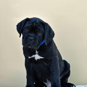 cane corso puppies for sale $700
