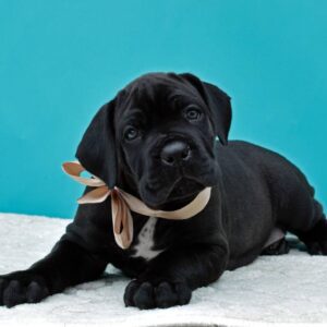 cane corso puppies for sale under $500 near me