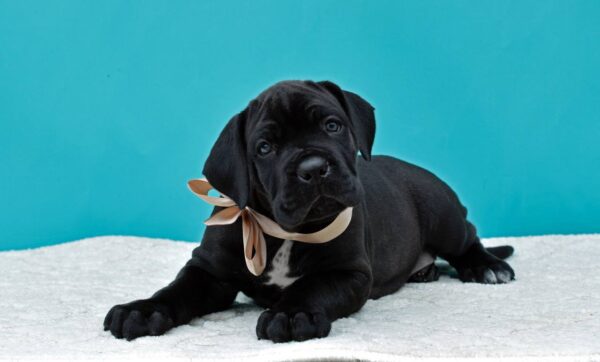 cane corso puppies for sale under $500 near me