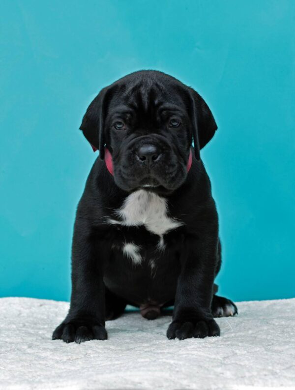 Cane Corso Puppies For Sale Near Me